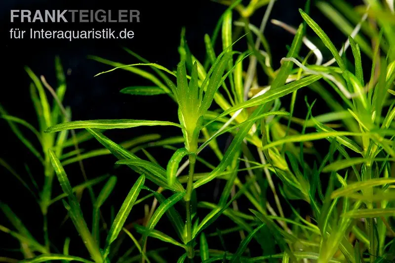 Guadeloupe-Nixkraut, Najas guadalupensis, Portion