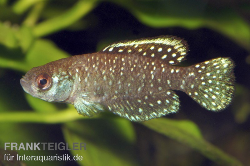 Schwarzer Fächerfisch, Austrolebias nigripinnis, paarweise