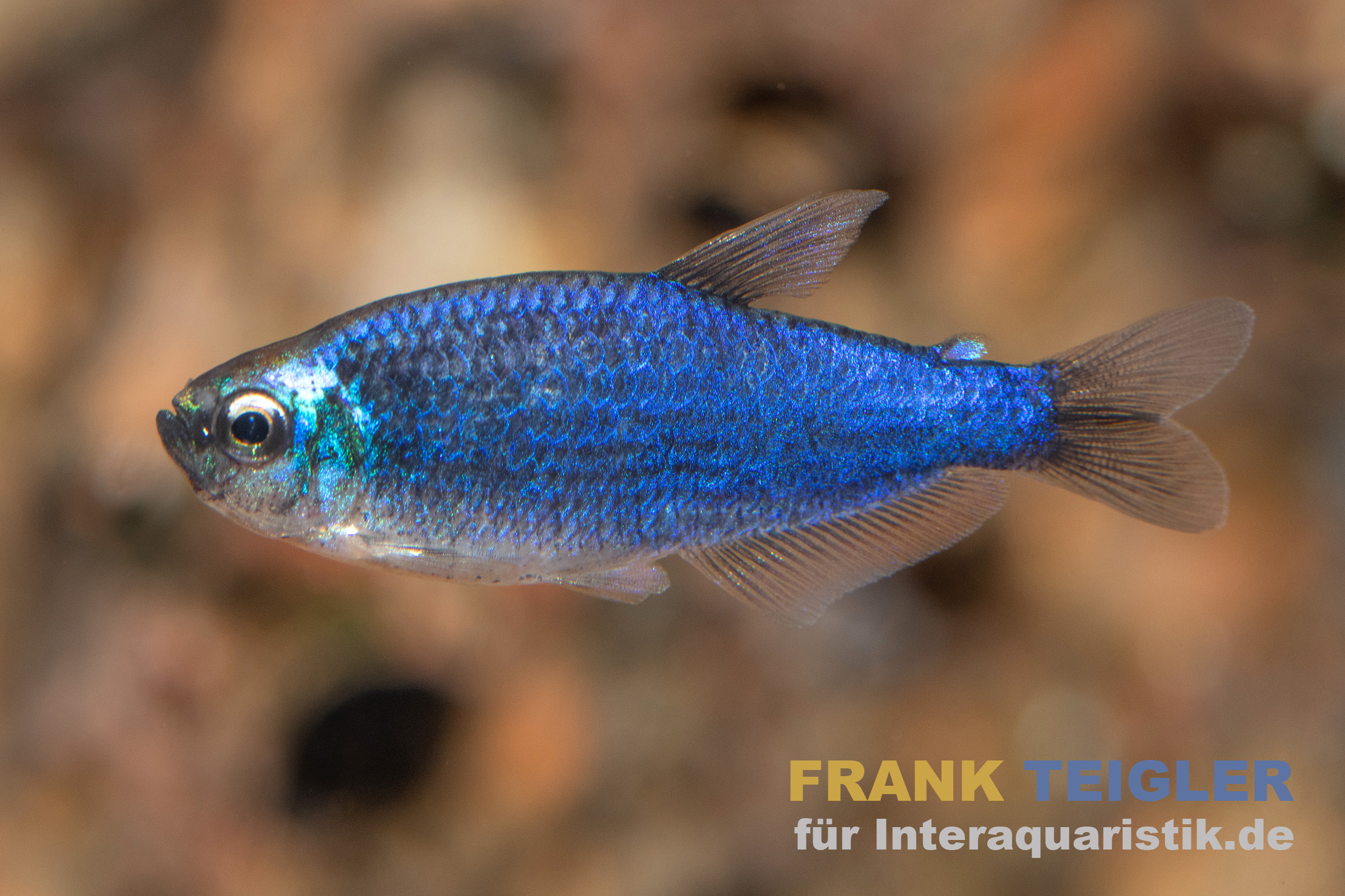 Blauer Königssalmler, Inpaichthys kerri Super blue
