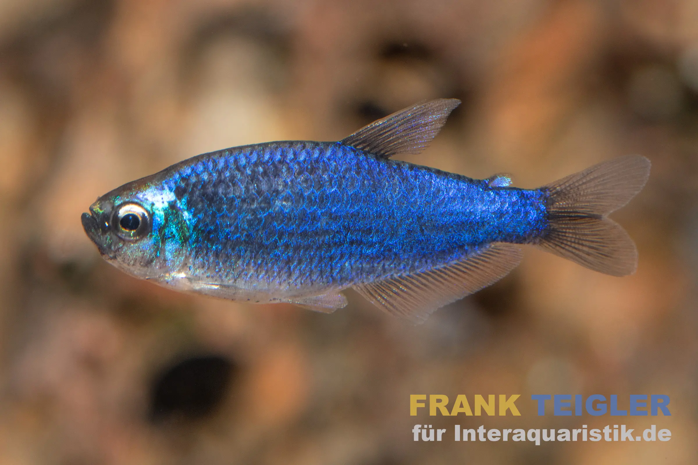 Blauer Königssalmler, Inpaichthys kerri Super blue