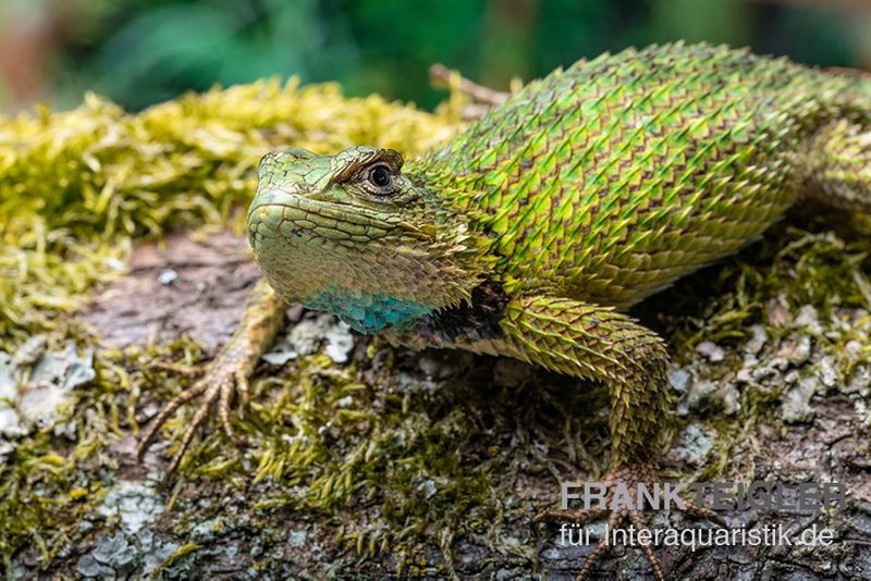 Malachit-Stachelleguan, Sceloporus malachiticus, gemischt