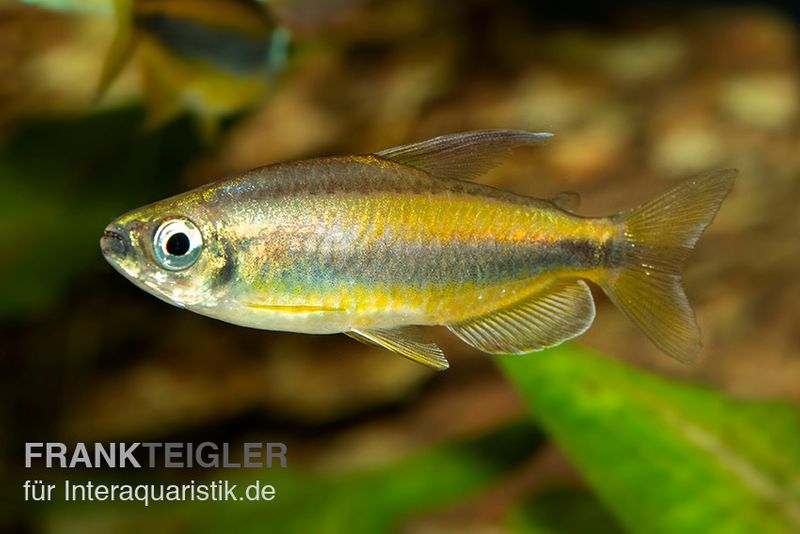 Goldener Kongosalmler, Phenacogrammus aurantiacus