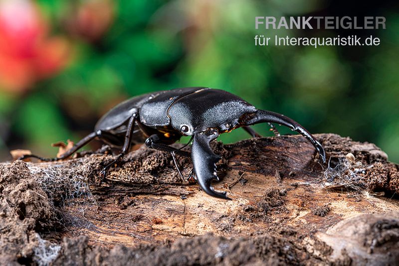 Sumatra-Panzerkopfkäfer, Dorcus titanus sumatra, weiblich