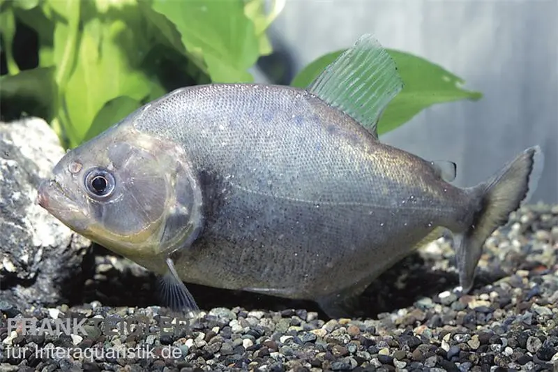 Schwarzer Piranha, Serrasalmus rhombeus black, 2-3 cm