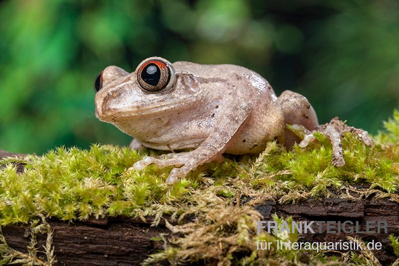 Brauner Waldsteiger, Leptopelis millsoni