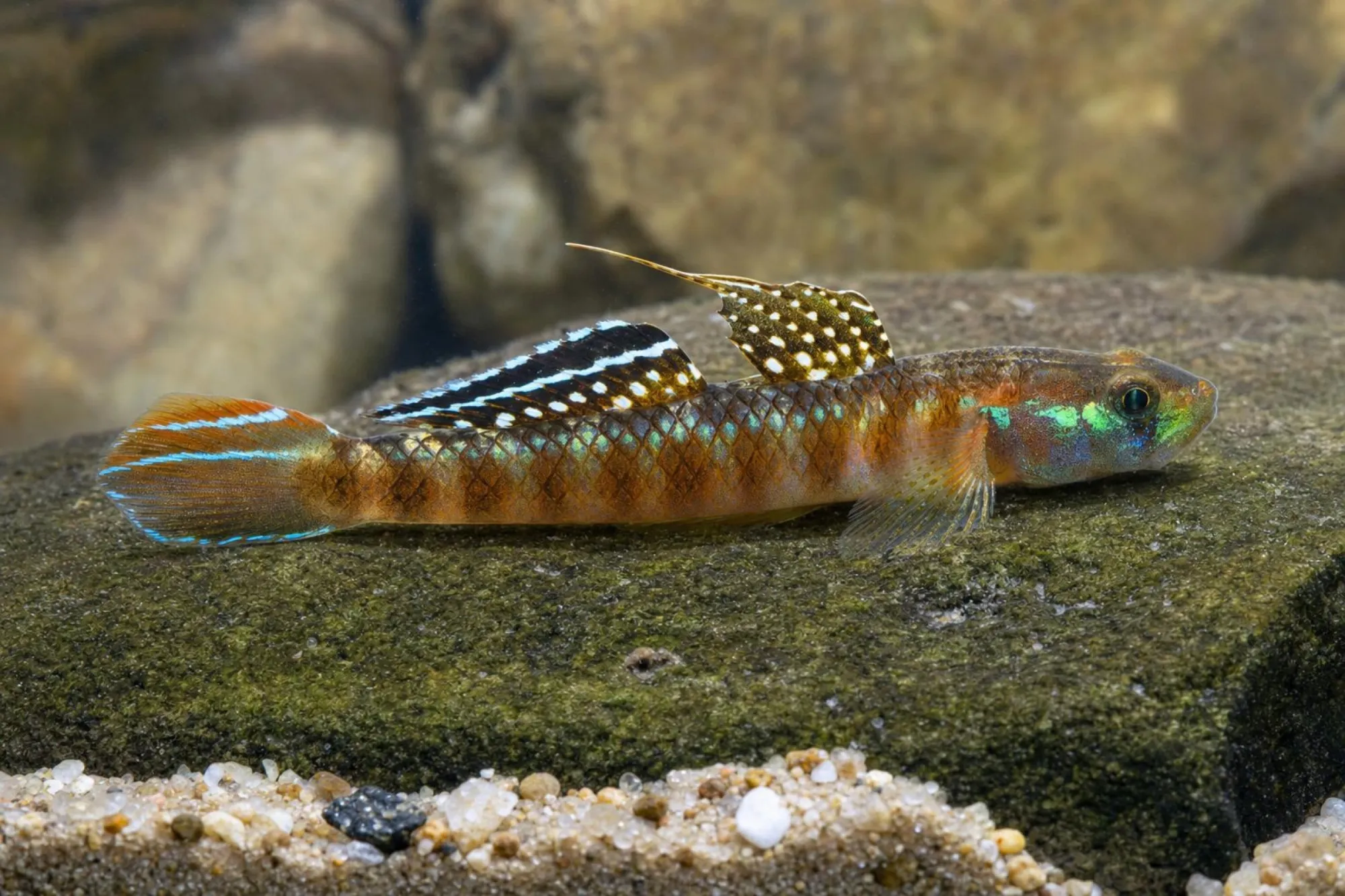Goldroter Stiphodon, Stiphodon rutilaureus