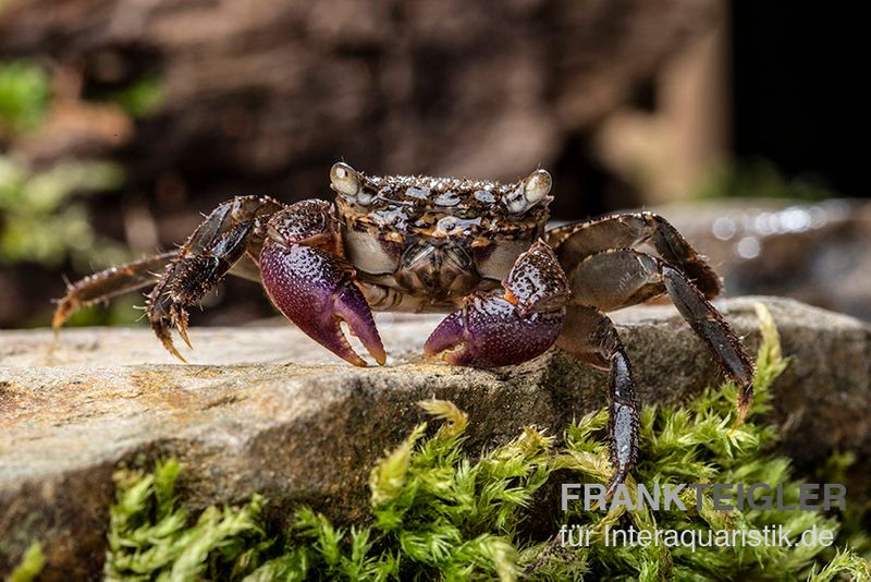 Lila Scheren Mangrovenkrabbe, Parasesarma sp. "Lilac Claw", Paar (1 Männchen + 1 Weibchen)