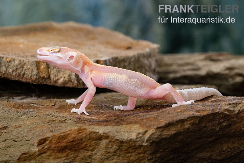 Leopardgecko, Eublepharis macularius, STRIPE TREMPER ALBINO ECLIPSE