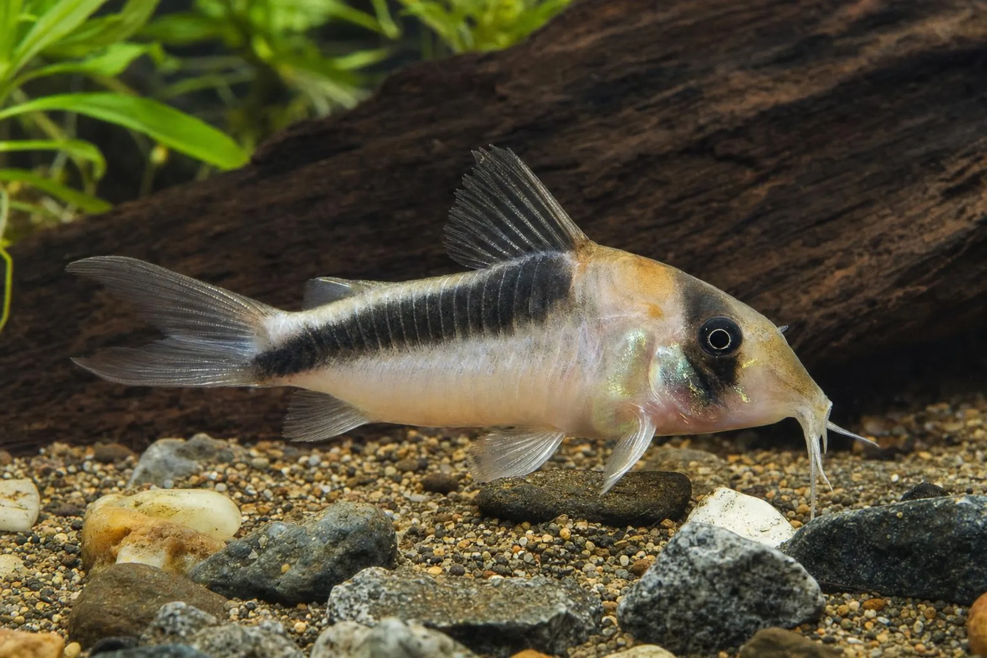 CW169-Breitband-Panzerwels, Corydoras sp.