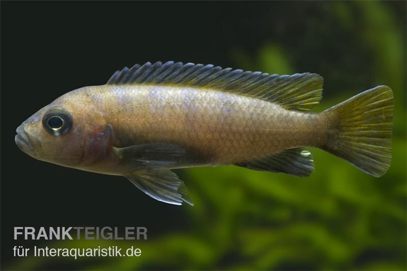 Mpanga Schmalbarsch, Pseudotropheus elongatus mpanga, DNZ