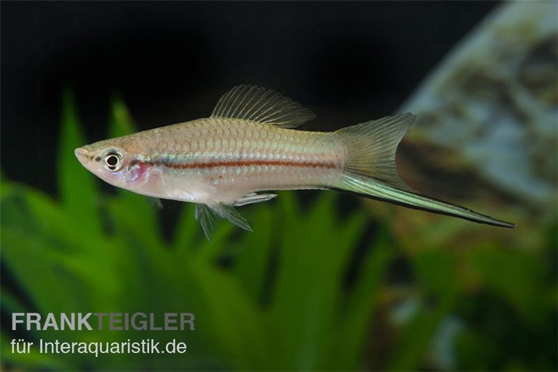 Schwertträger Grün, Xiphophorus helleri