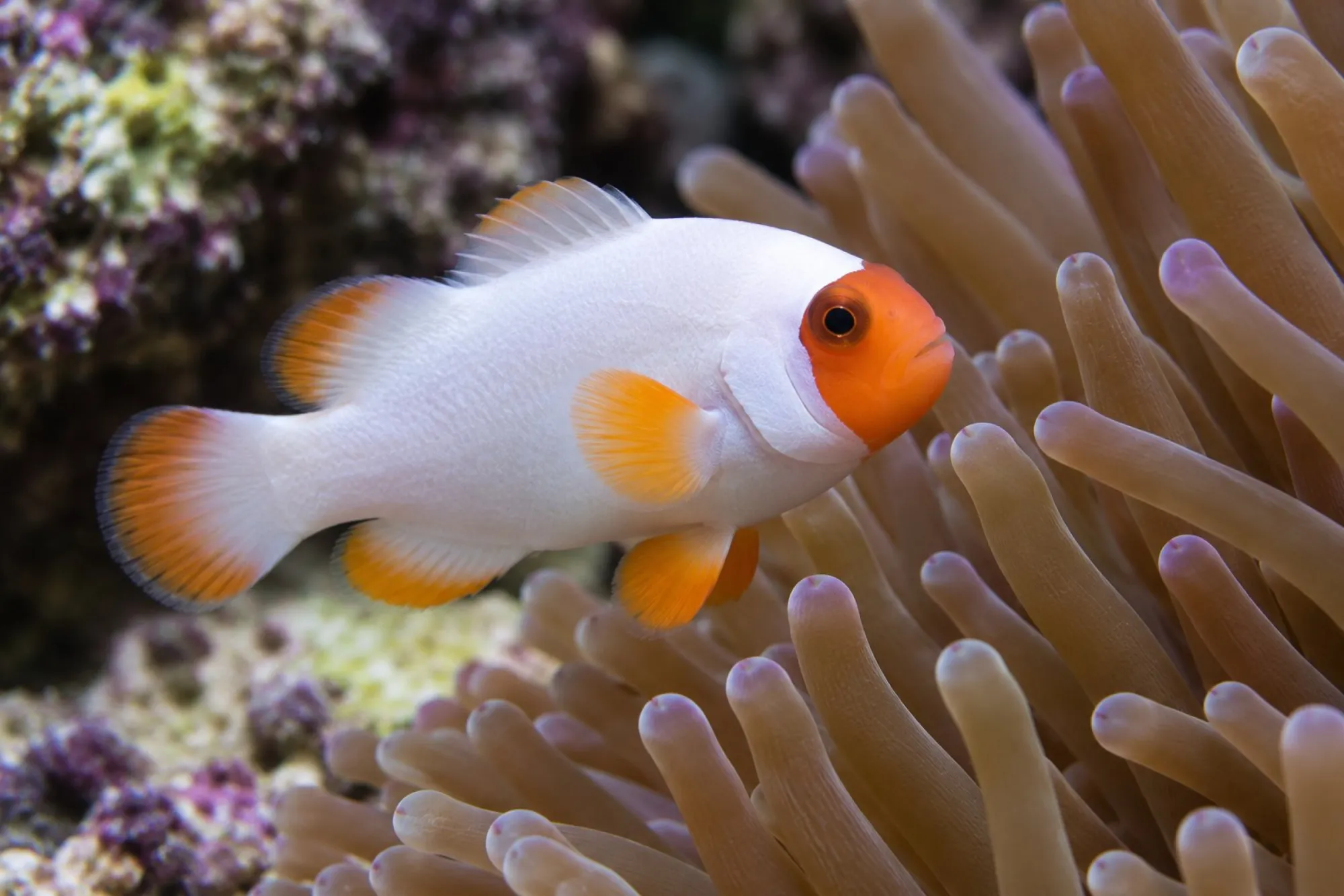 Ocellaris-Clownfisch „Wyoming White“ Nachzucht, Amphiprion ocellaris