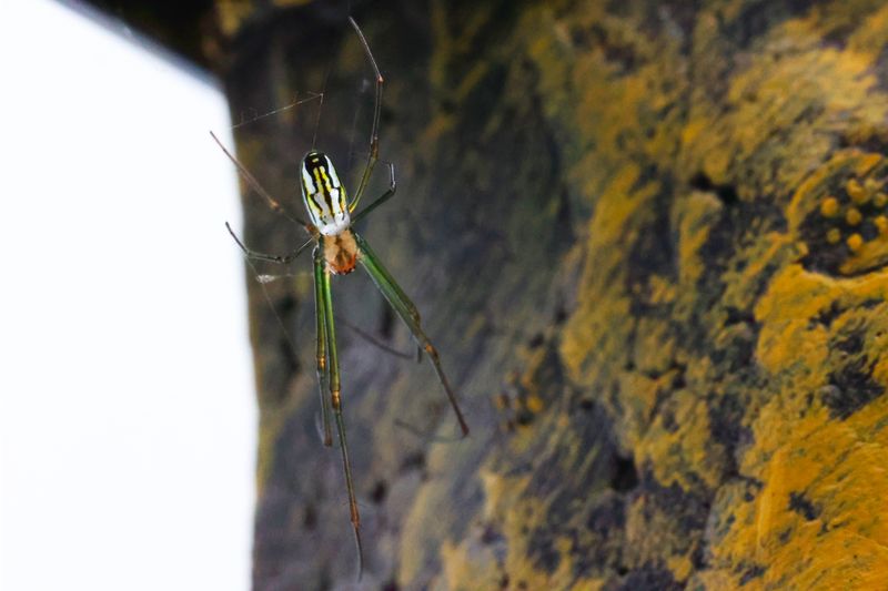 Goldene Seidenspinne, Nephila clavipes