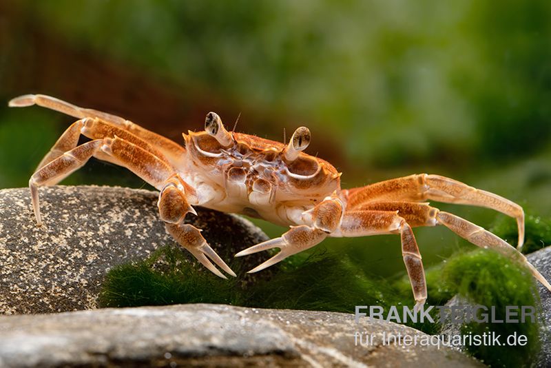 Malilikrabbe, Nautilothelphusa zimmeri, Paar (1 Männchen + 1 Weibchen)