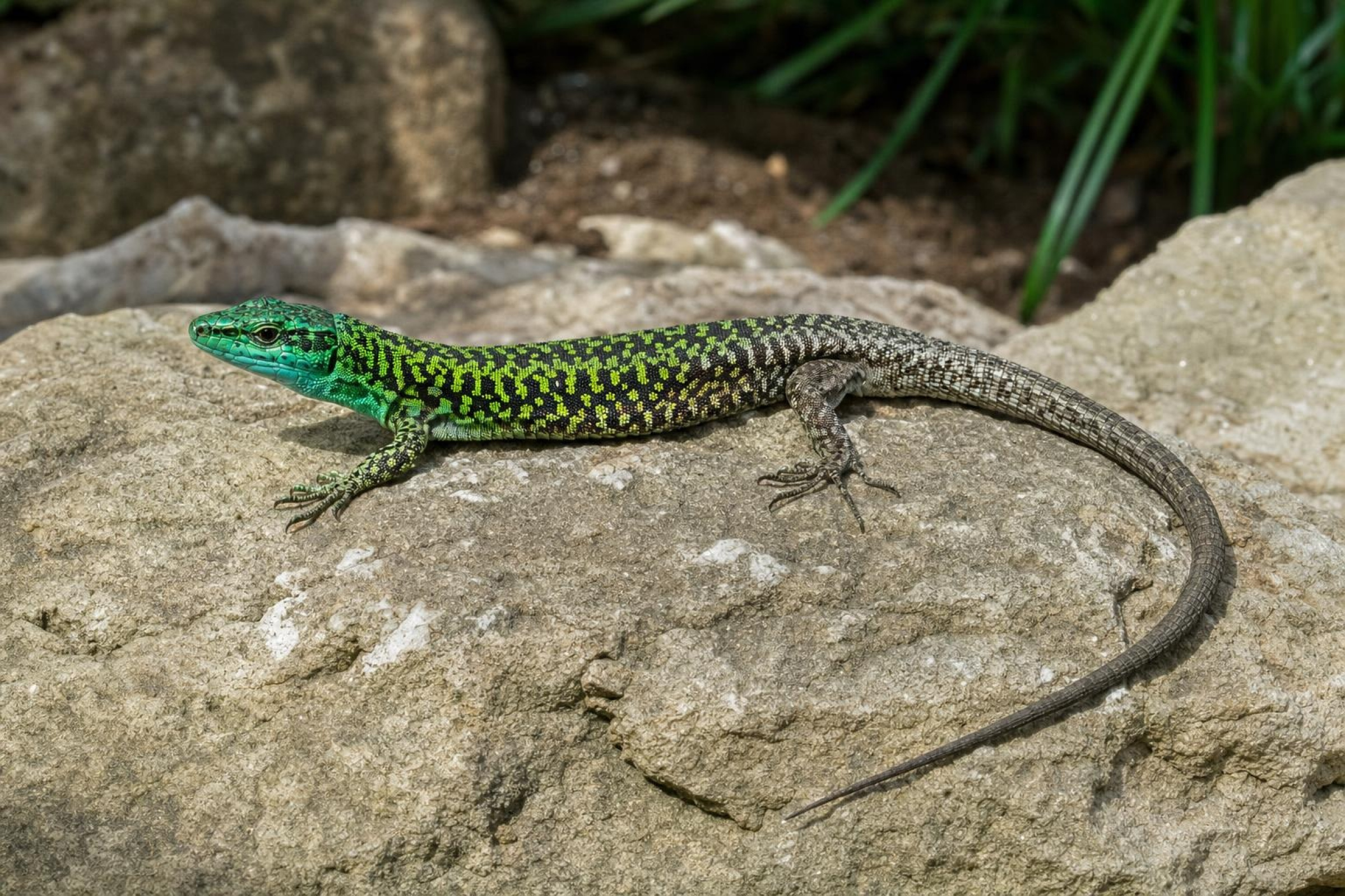 Blaue Ruineneidechse, Podarcis siculus klemmeri