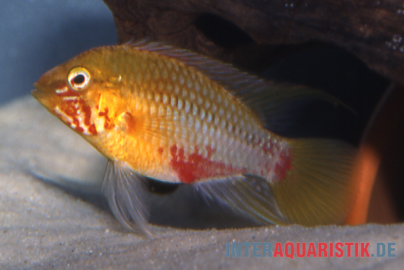 Rotstrich-Zwergbuntbarsch rot-gold , Apistogramma hongsloi rot-gold, paarweise