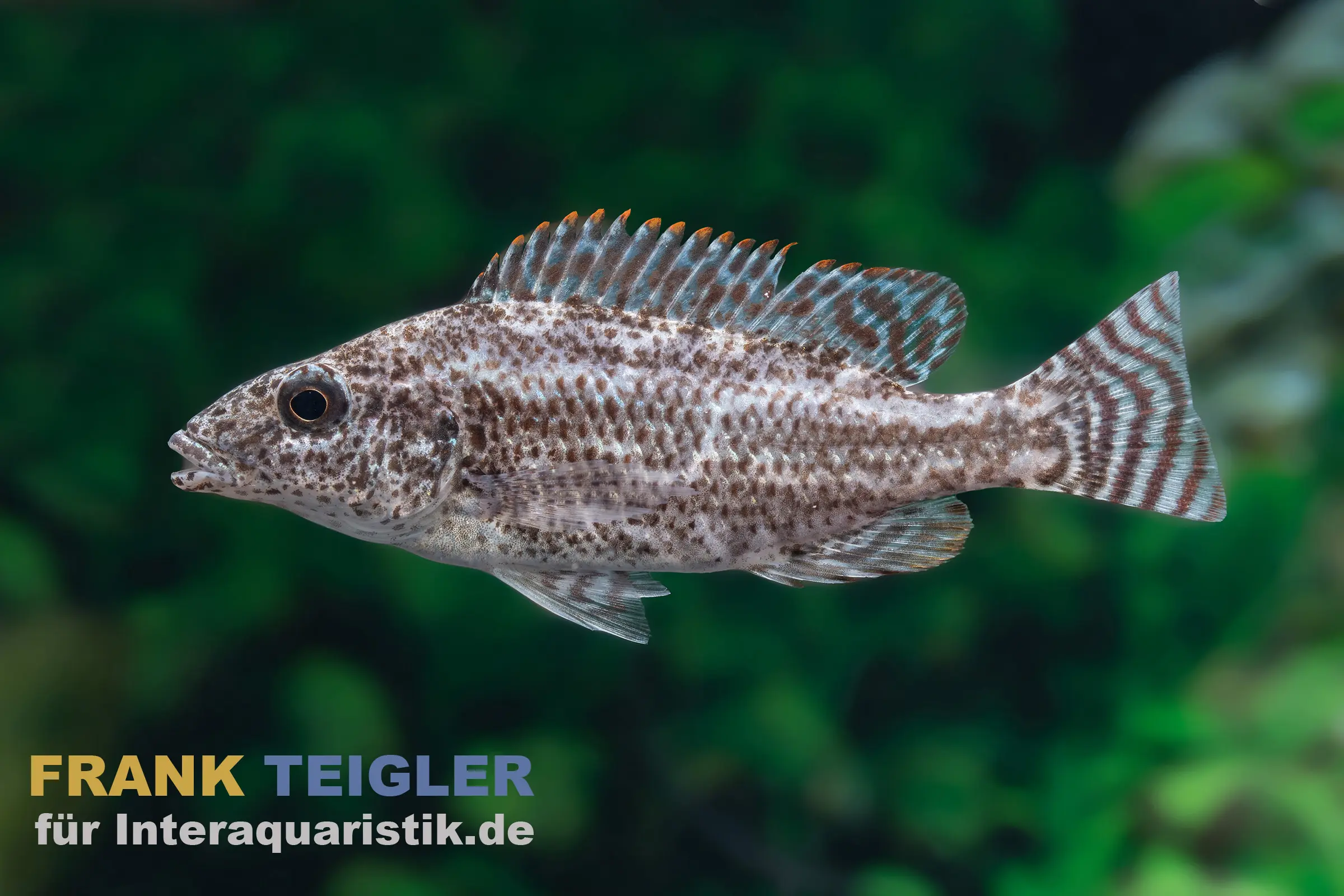Rüsselmaulbrüter, Nimbochromis linni