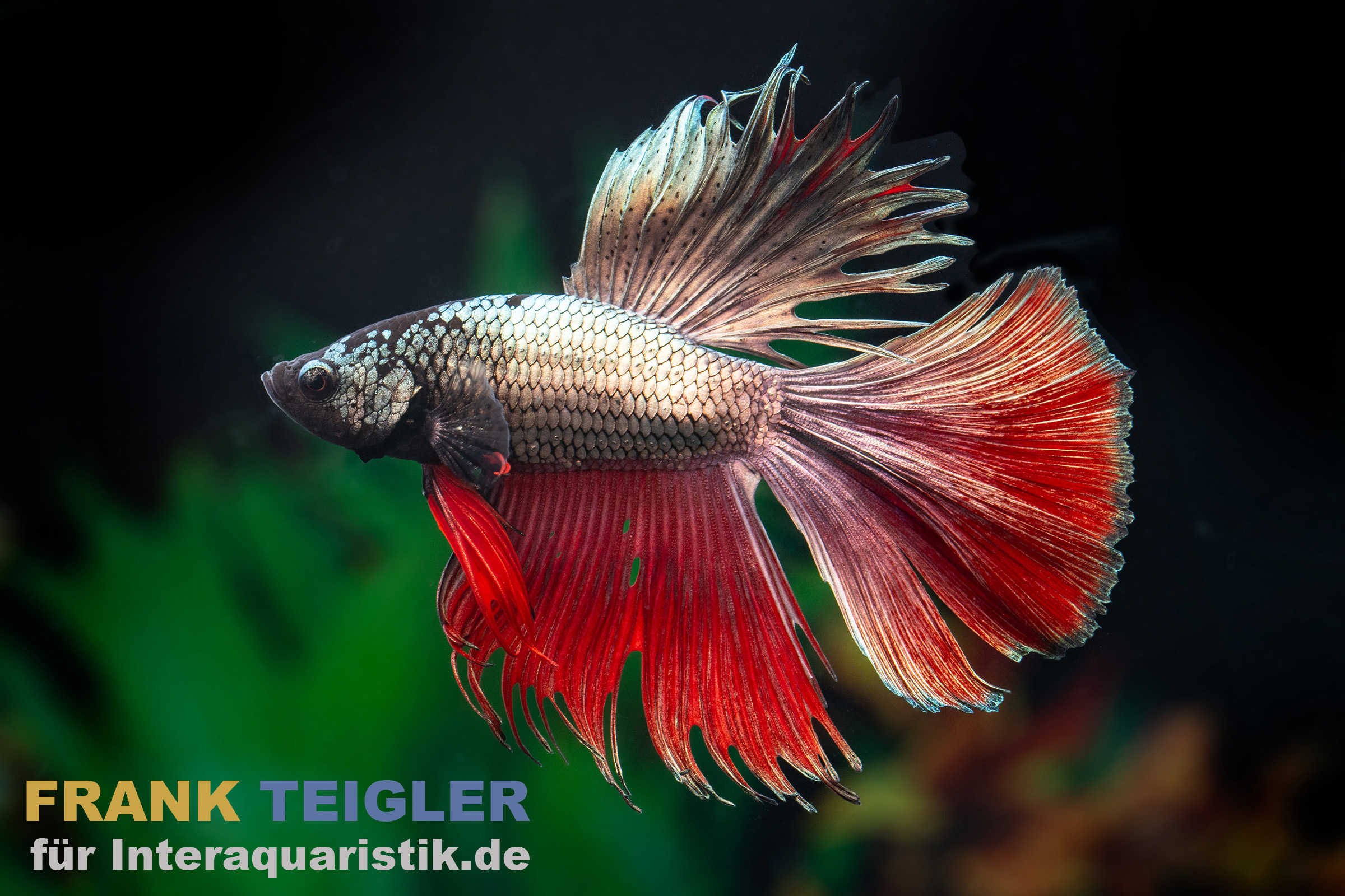 Nahaufnahme eines Siamesischen Kampffischs (Betta splendens) mit silbrigem Körper und leuchtend roten, gefransten Flossen vor dunklem Aquariumhintergrund; unscharfe Wasserpflanzen im Hintergrund; Textlogo unten links