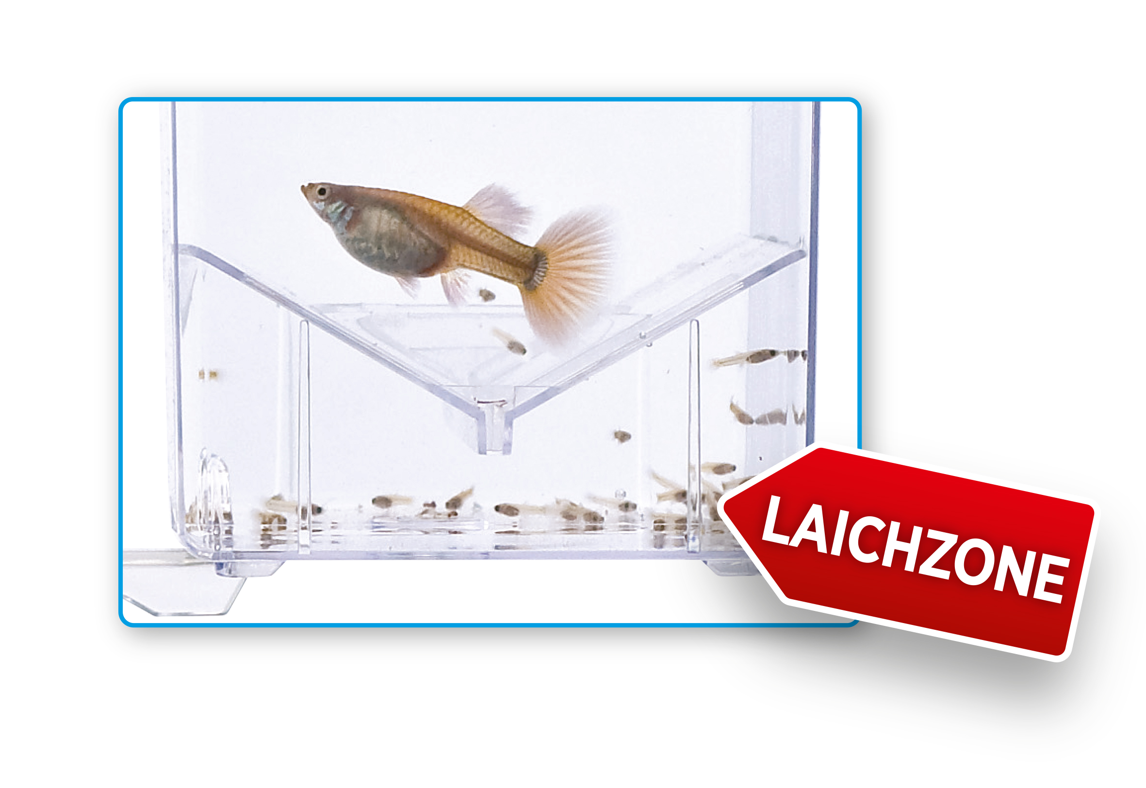 Fluval Hang on Aufzuchtbecken M (1,2 l)