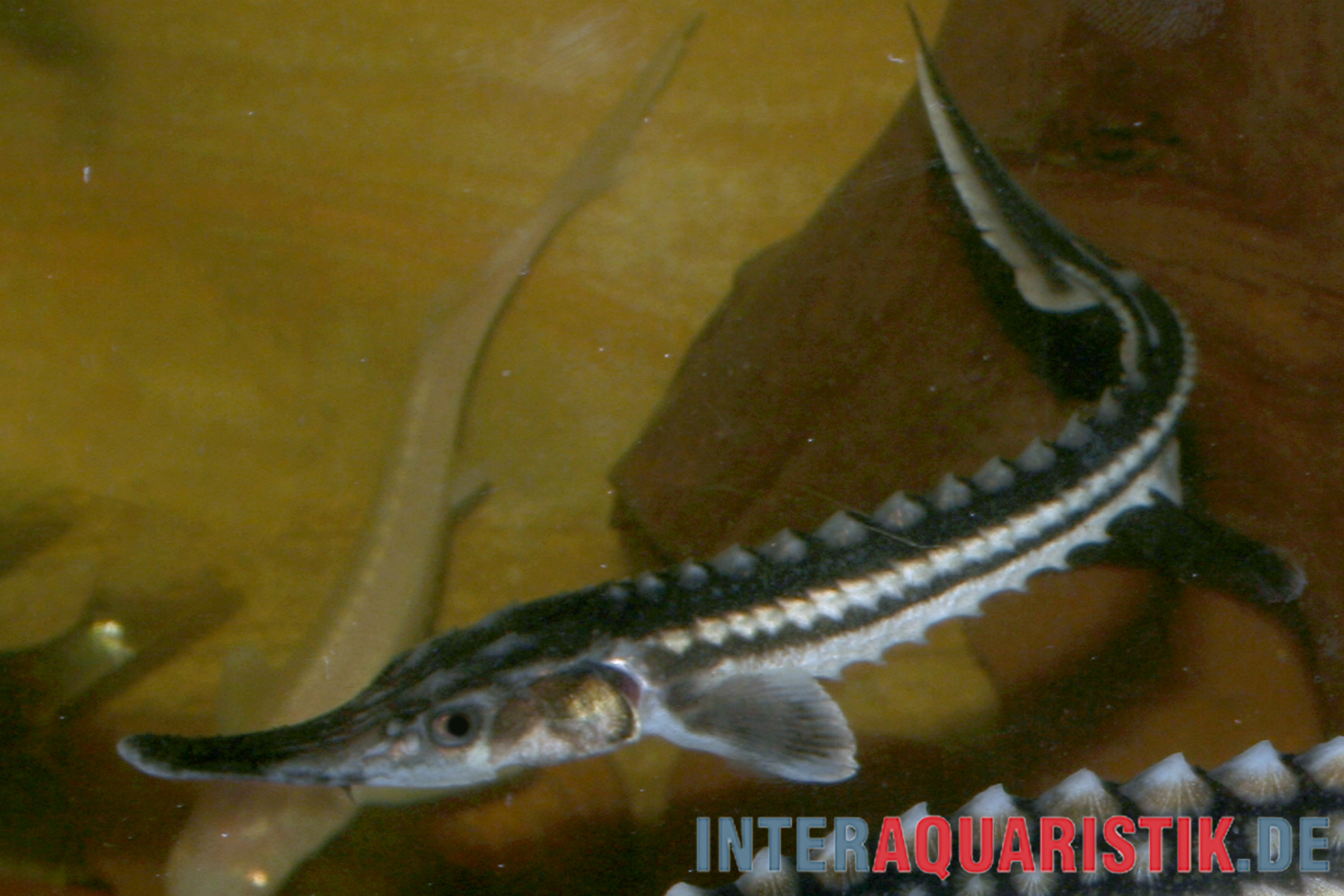 Sternhausen-Stör, Acipenser stellatus, Kaltwasserfische kaufen