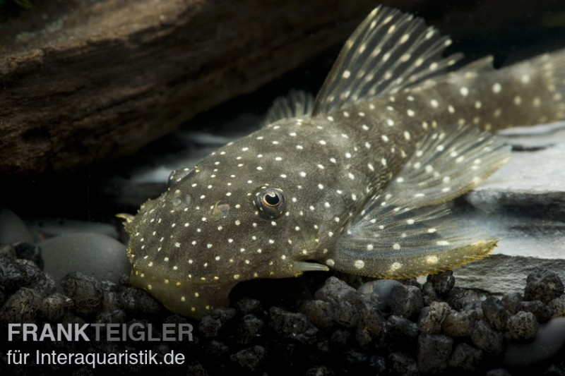 Weißpunkt-Dreihornharnischwels, Hopliancistrus sp. L017, 5-7 cm