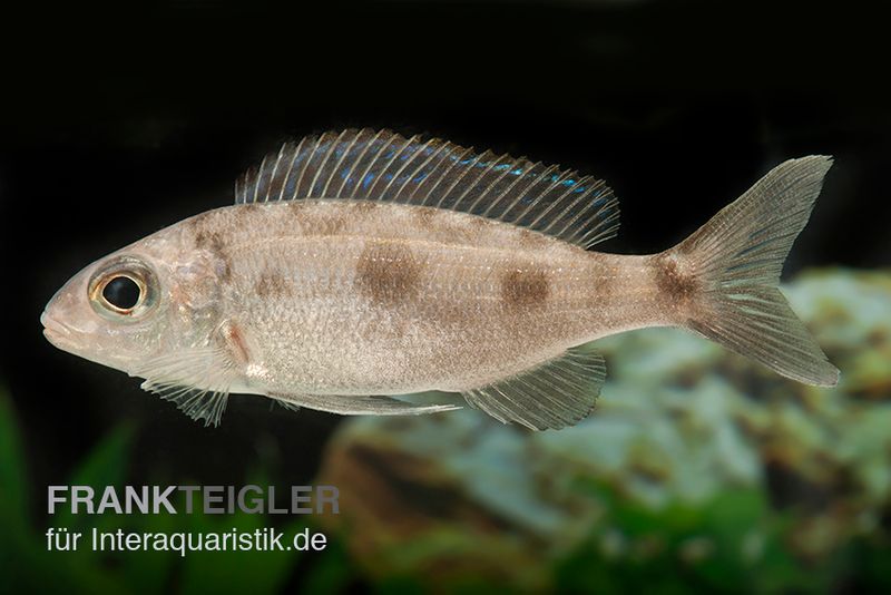 Kigoma-Fadenmaulbrüter, Cyathopharynx furcifer KIGOMA, DNZ