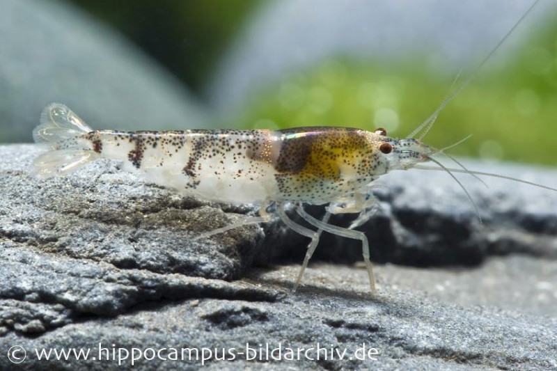 Hummelgarnele, Caridina sp. Hummel