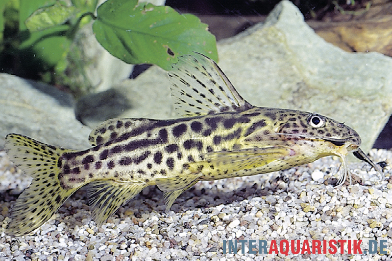 Waterlots Fiederbartwels, Synodontis waterloti