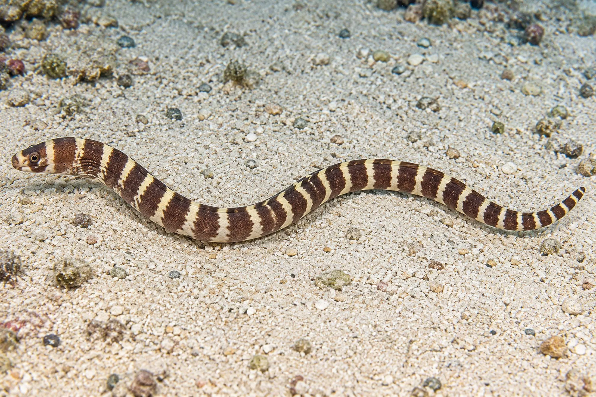 Ringelmuräne, Echidna polyzona