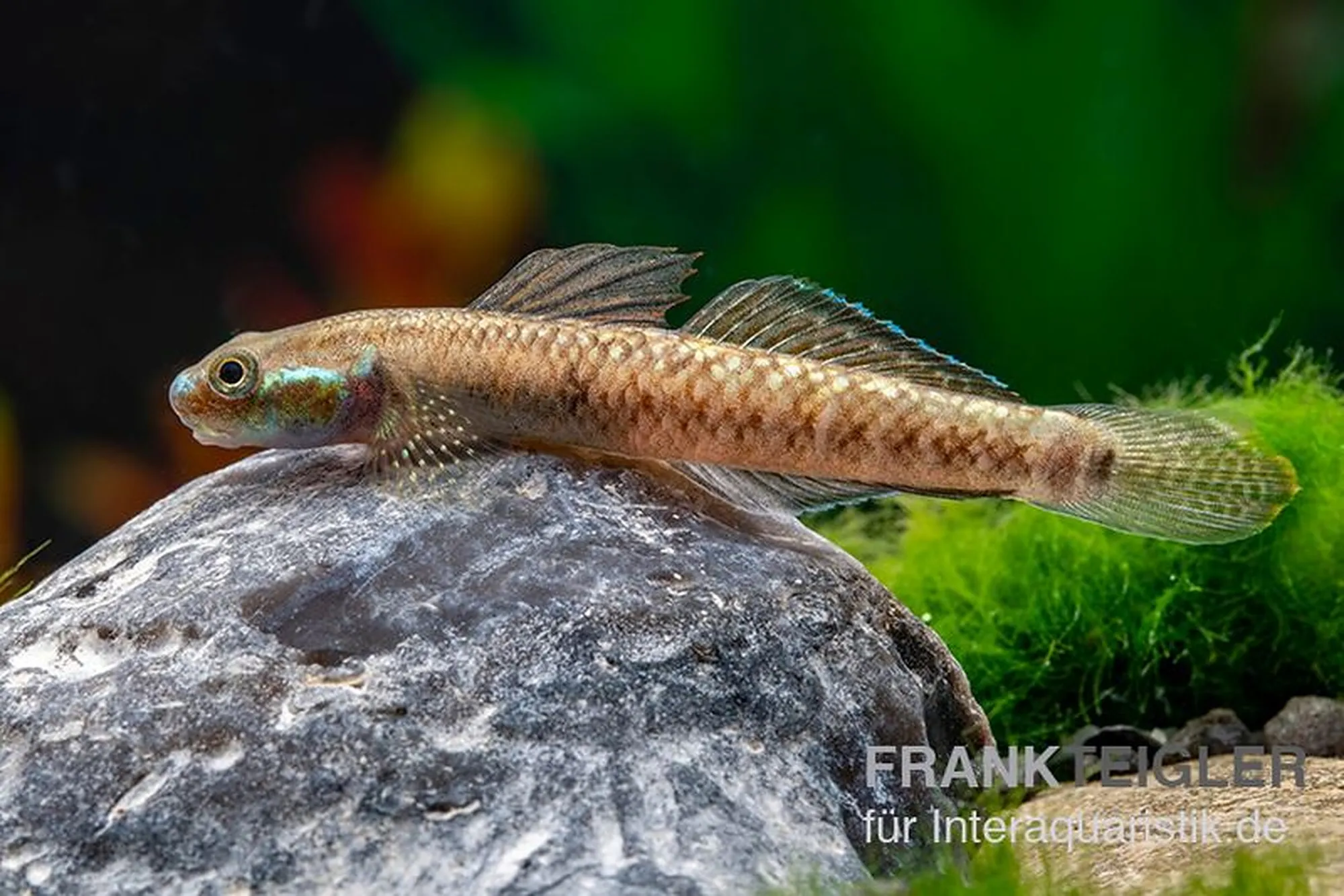 Atratus-Grundel, Stiphodon atratus