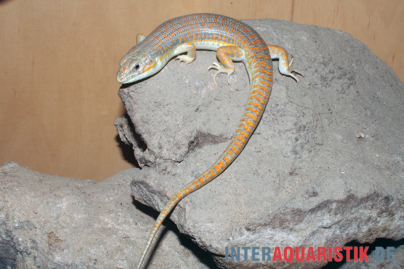 Berberskink, Eumeces schneiderii