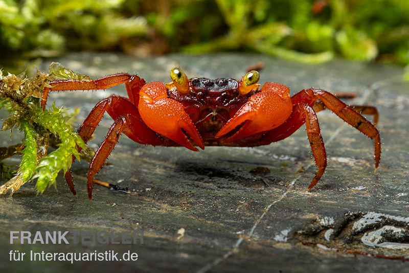 Mandarinenkrabbe, Geosesarma sp. 'Mandarine', Paar (1 Männchen + 1 Weibchen)