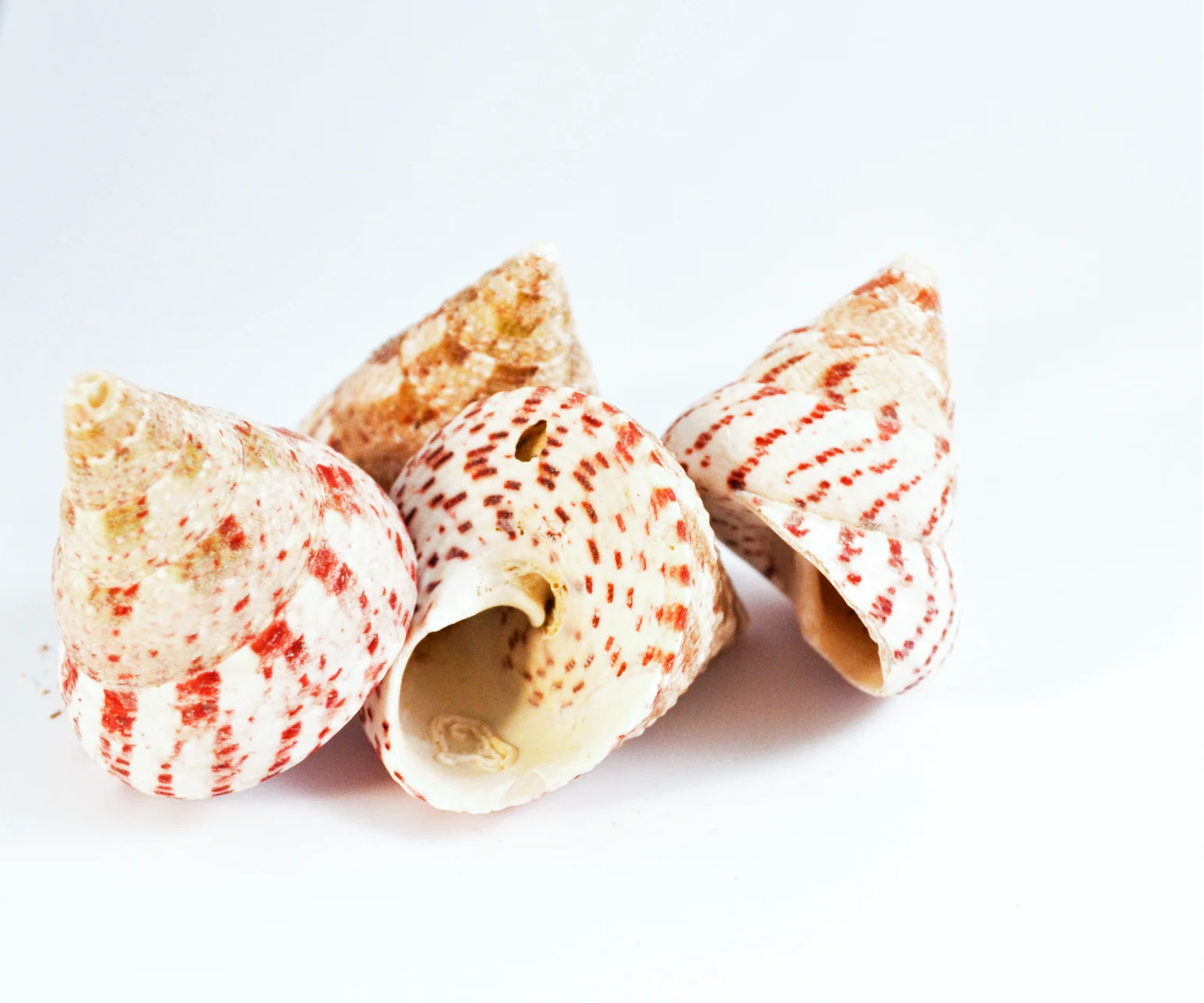 Schneckenhaus Kegel, pink, 3-5 cm, 3 Stück