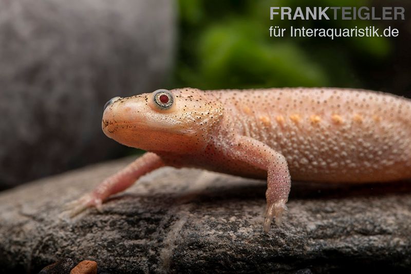 Spanischer Albino-Rippenmolch, Pleurodeles waltl albino