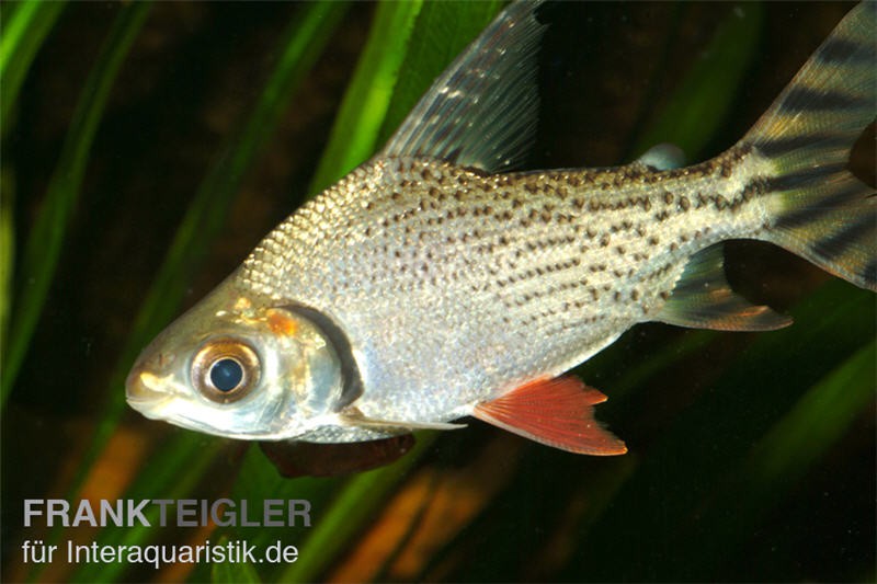 Nacht-Salmler, Semaprochiladus taeniurus