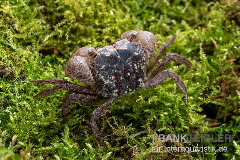 Marmorkrabbe, Metasesarma obesum (Batik Crab), Zufällig ausgewählt