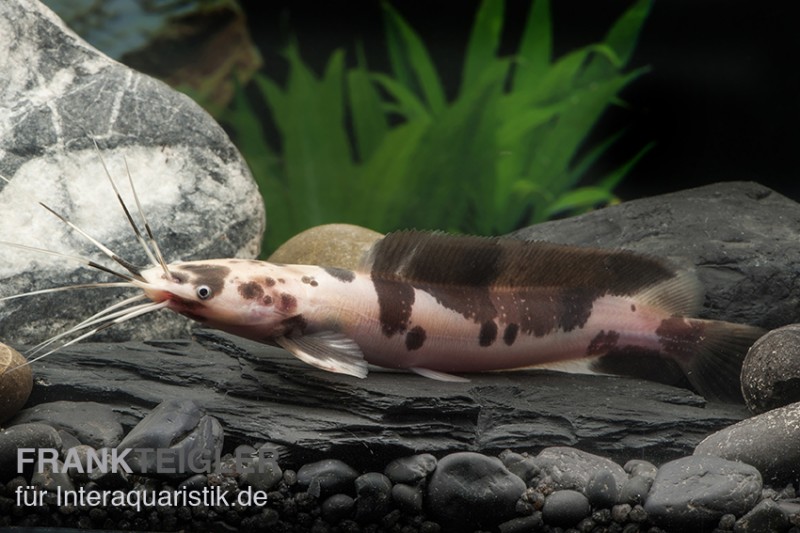 Froschwels marmor, Clarias batrachus