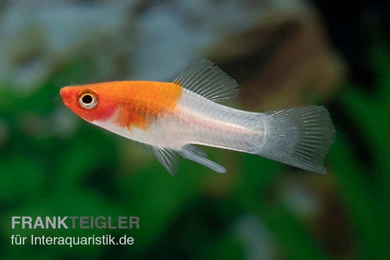 Koi Schwertträger rot-weiß (tancho), Xiphophorus helleri