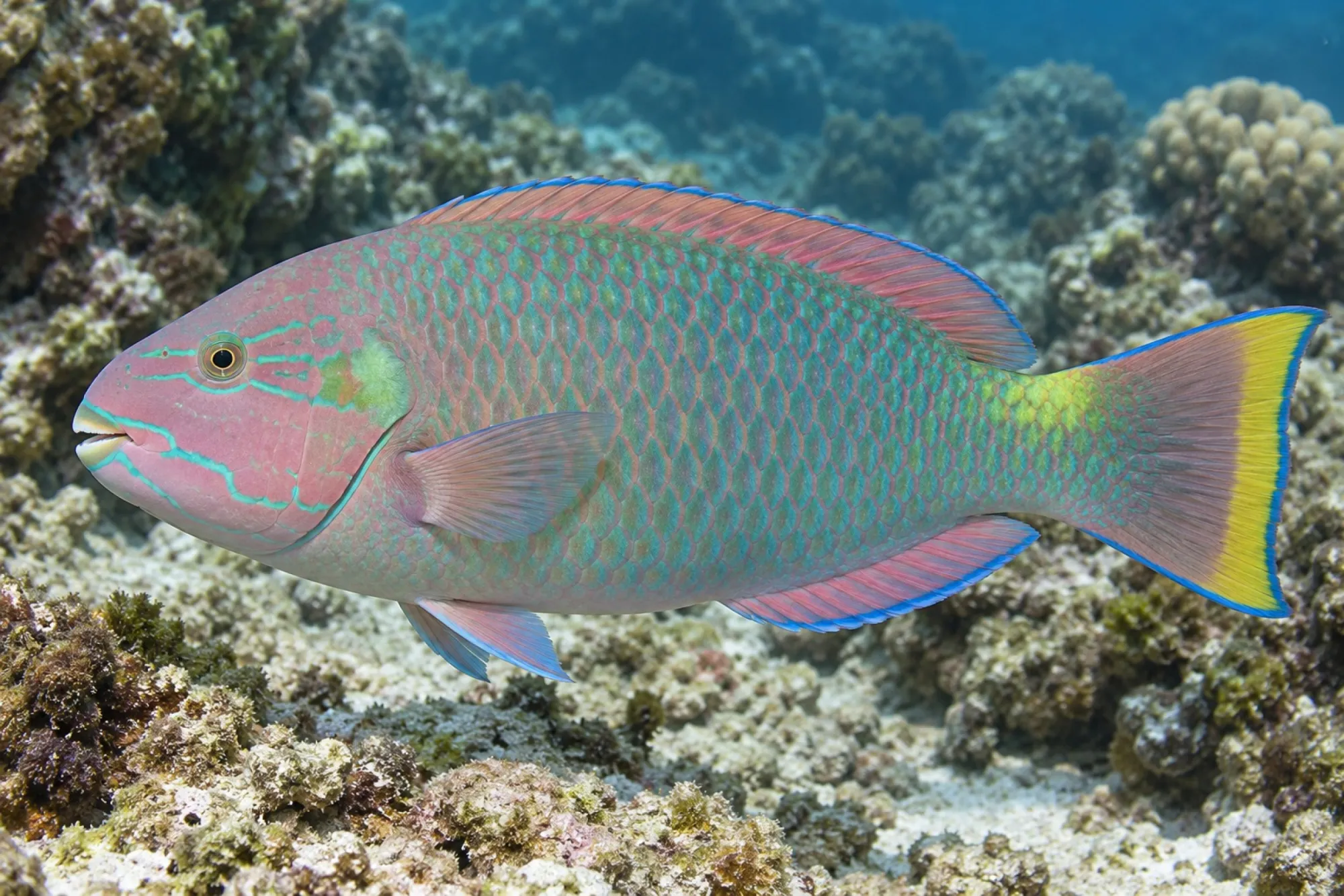 Regenbogen Papageifisch, Scarus quoyi