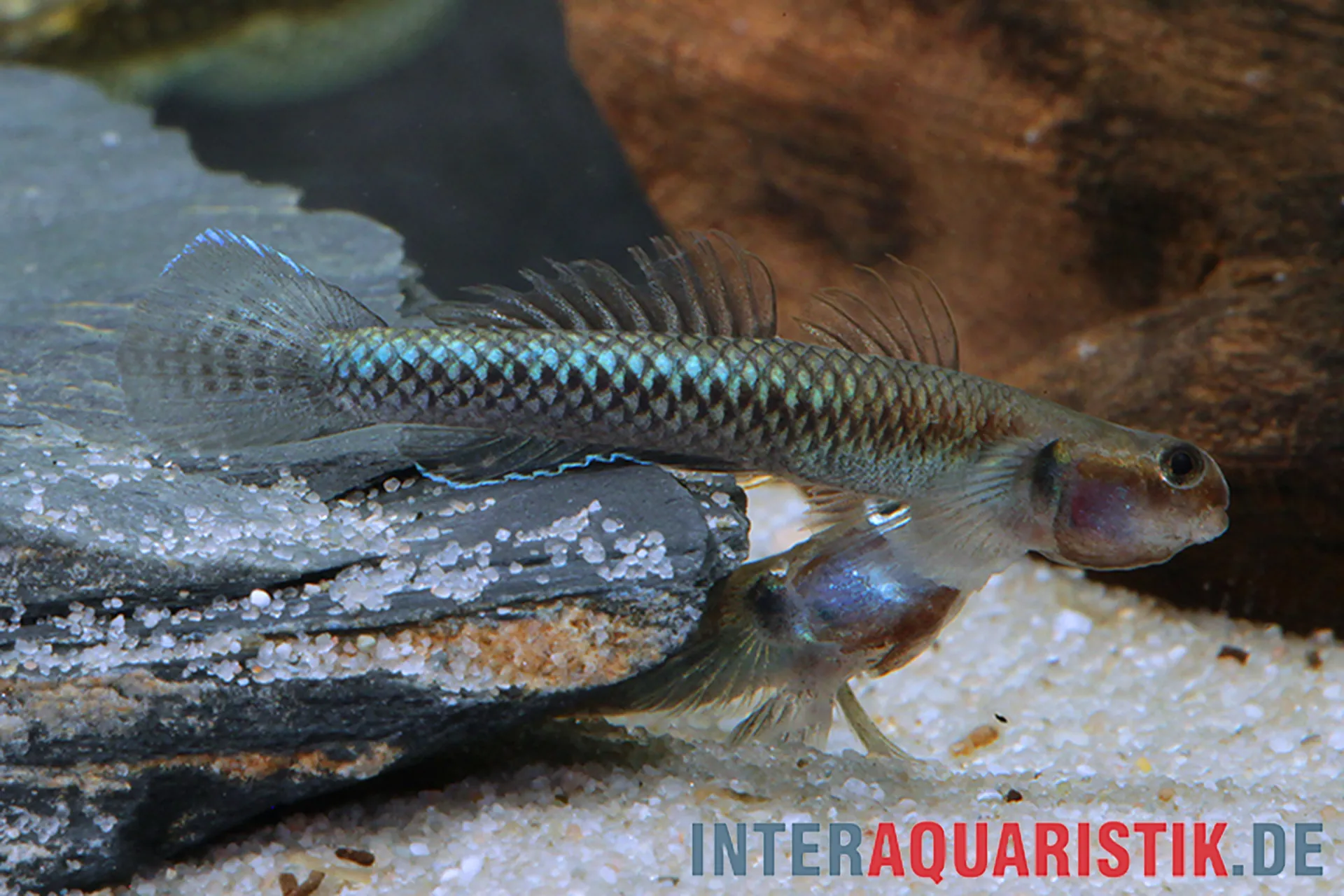 Neonblaue Algengrundel (Stiphodon atropurpureus) auf Stein, Männchen zeigt neonblaues bis violettes Schillern; Aufwuchsfresser, geeignet für strömungsreiche Becken mit Steinen ab 60 cm Länge