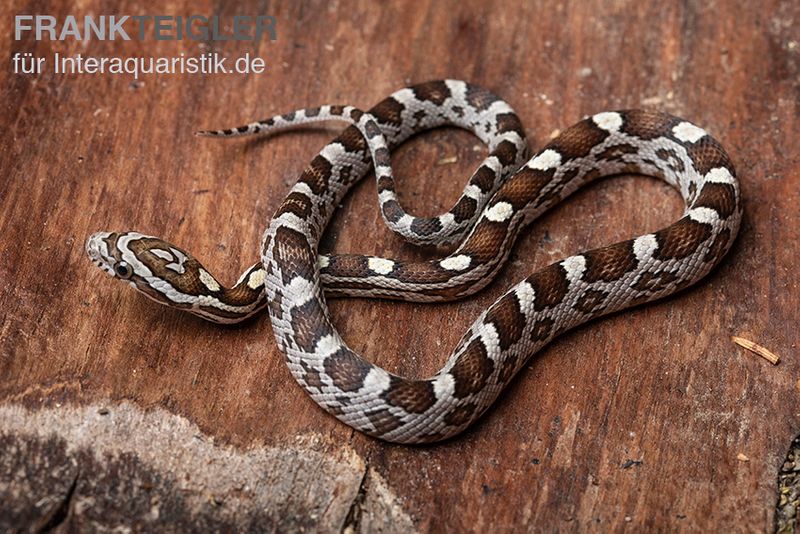 Kornnatter, Pantherophis guttatus NORMAL