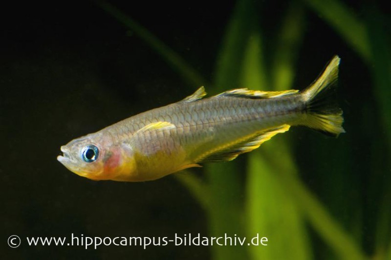 Gabelschwanz-Blauauge, Pseudomugil furcatus