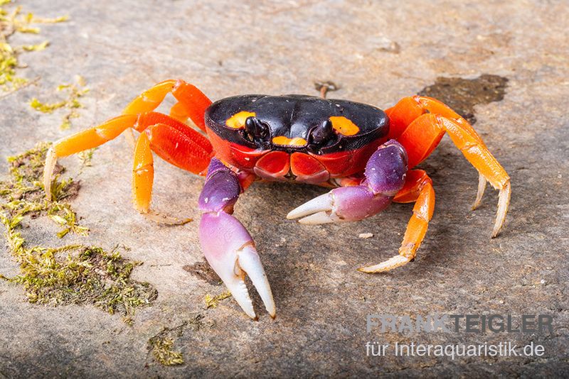 Lila Halloweenkrabbe, Gecarcinus quadratus, Zufällig ausgewählt