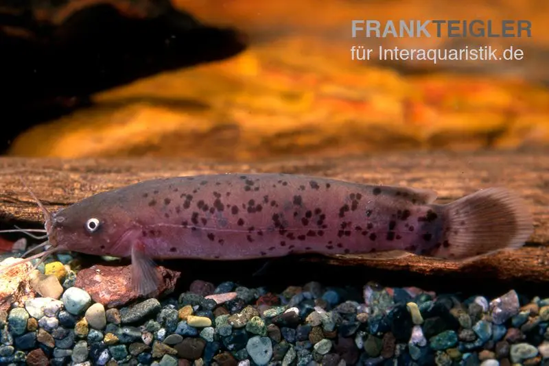 Zitterwels, Malapterurus electricus, 10-12 cm