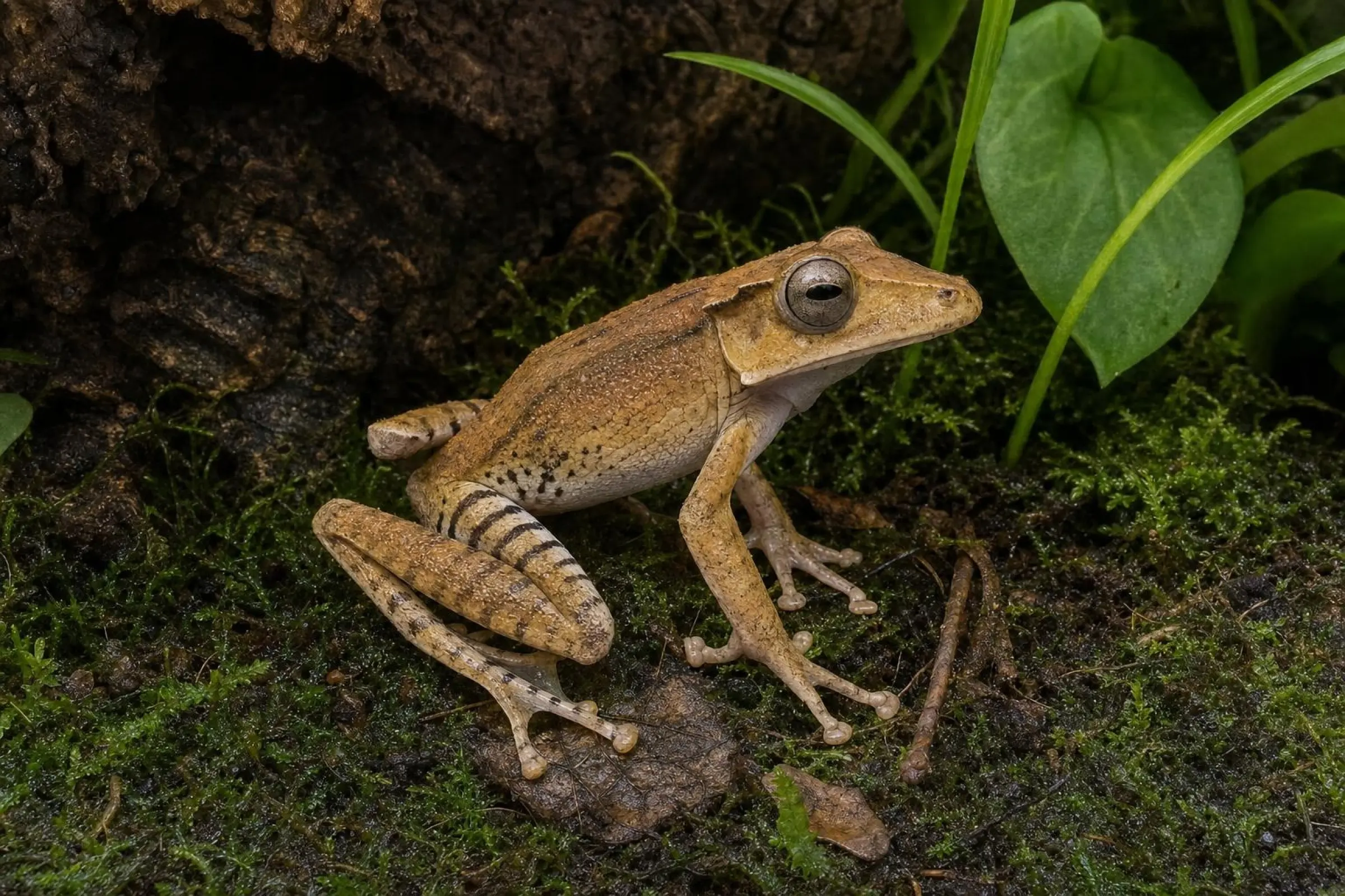 Kamm-Ruderfrosch aus deutscher Nachzucht, Polypedates otilophus