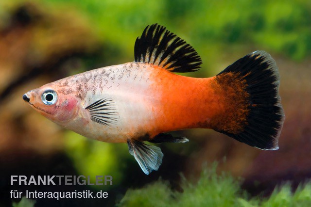 Showa Tricolor Platy, Xiphophorus maculatus