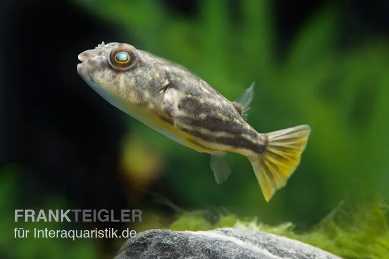 Nilkugelfisch, Tetraodon fahaka (lineatus), 5-6 cm