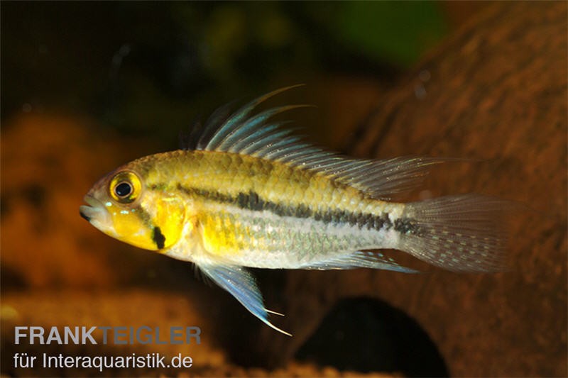 Jurua Zwergbuntbarsch, Apistogramma juruensis, gemischt