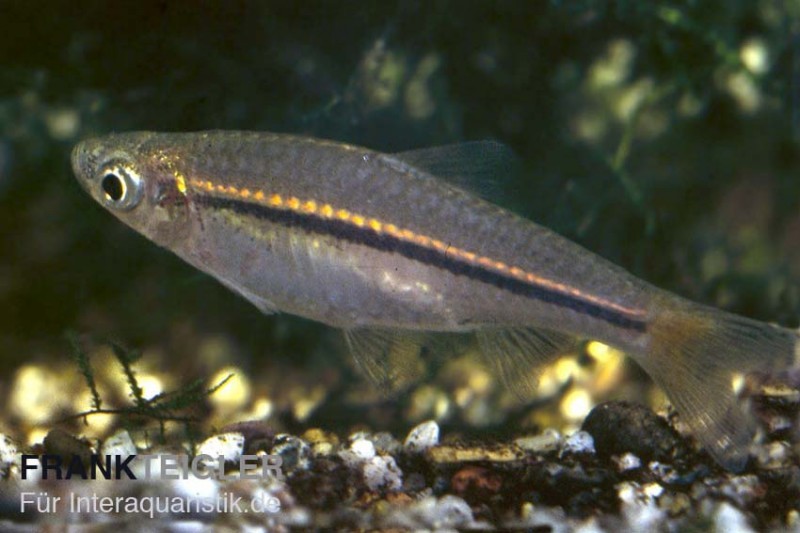 Rotflossenrasbora, Rasbora borapetensis