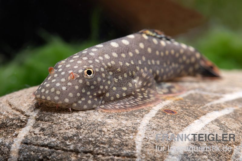 Borneo-Prachtflossensauger, Pseudogastromyzon myersi, 3er Gruppe